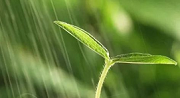 初期雨水什么情形下需納入排污許可？